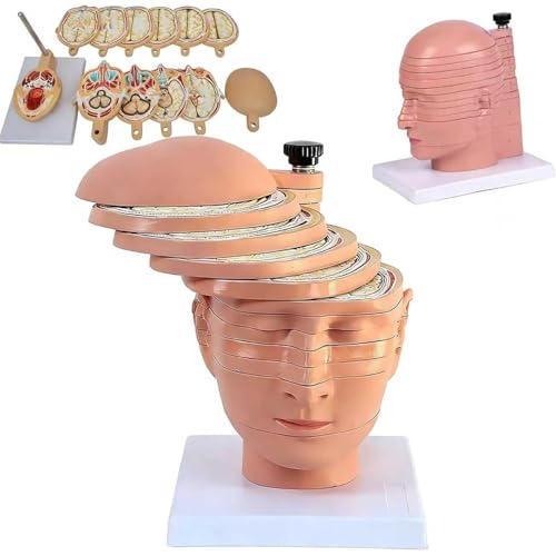 Human Brain Cross-Section Model with Removable Parts and Digital Identification for Teaching and Research