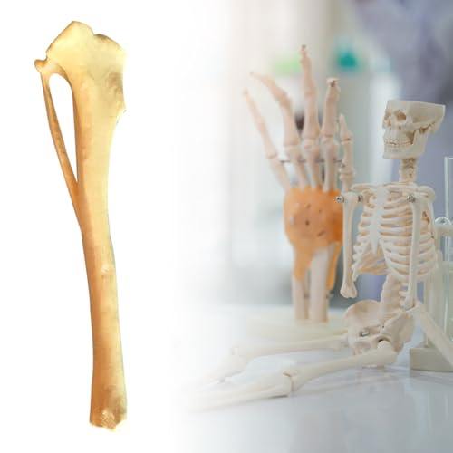 Dog Anatomy Tibia Skeletal Model Dog Bone Model Dog Tibia Skeletal Model Anatomy Enthusiasts