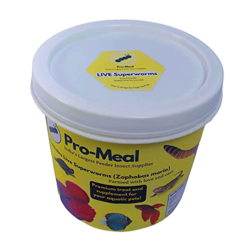Image of Live Larvae Big Size Superworms - Hight Protein Treat Food for Aquarium Fishes Like Arowana, Flowerhorn & Birds, Reptiles, Monkeys & Other Pets for All Life Stages (50 Superworms)