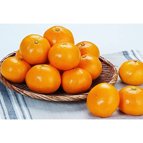 n݂ 10kg /1iM-LTCY80-100jpMtgEF{YyIWxgz~J  t[c ʕ p