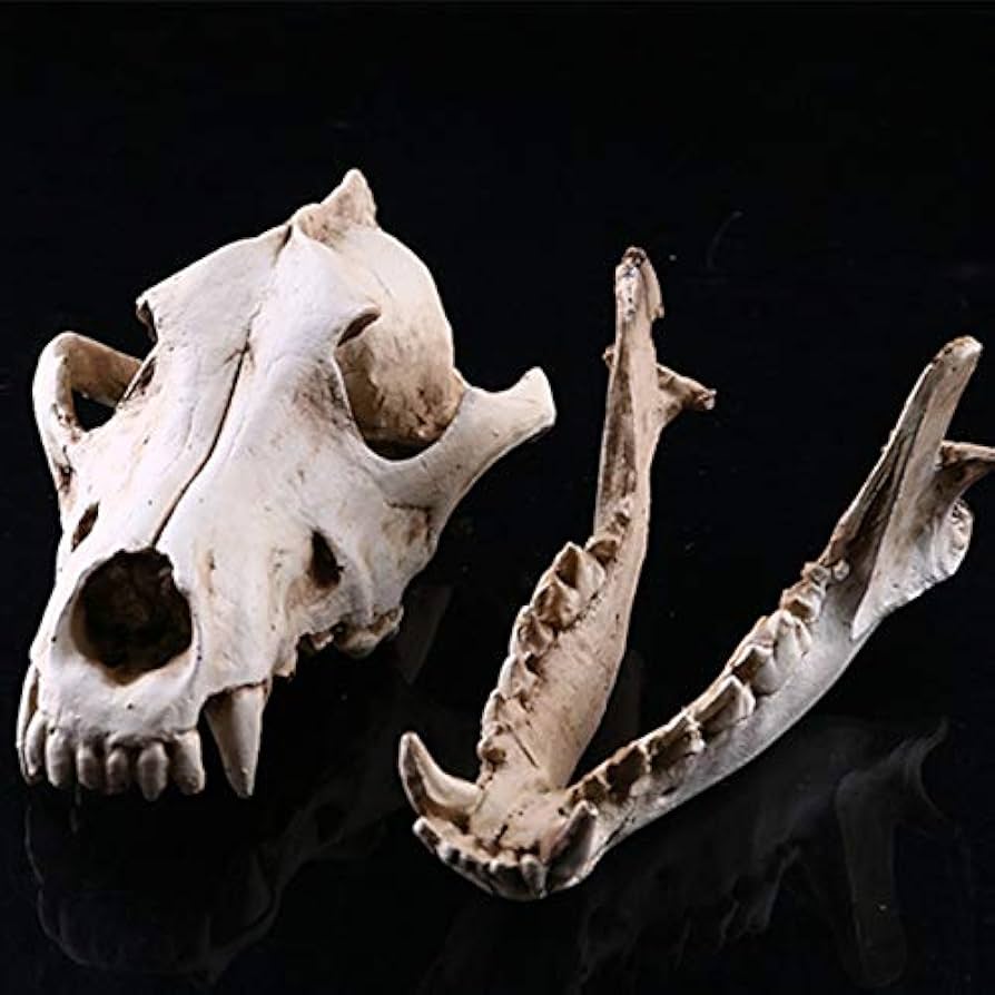 木彫　絶滅哺乳類　アルケオテリウム　頭骨模型　1/5スケール 木彫 絶滅哺乳類 アルケオテリウム 頭骨模型 1/5スケール