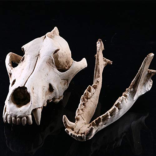 Amazon.co.jp: DKULMN オオカミの頭蓋骨、頭蓋骨の彫像医学教育動物の