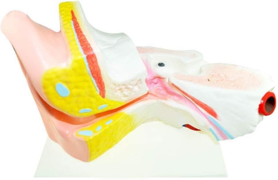 Model Anatomii Ludzkiej Model Anatomii Ludzkiego Modelu Anatomicznego Narządów Wraz Ze Wzrostem 6 -Krotnych Instrumentów Nauczania Materiałów Medycznych