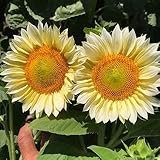 Park Seed ProCut White Lite Sunflower Seeds – Creamy Petals with Honey-Toned Centers, Easy to Grow Spring Variety, Great for Cutting and Wildlife Gardens, Pack of 50
