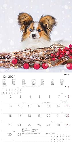 Hunde 2024 - Broschürenkalender 30x30 cm (30x60 geöffnet) - Kalender mit Platz für Notizen - Dogs - Bildkalender - Wandkalender - Hundekalender