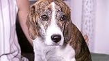  Heute u.a. mit: Celine mit Beagle-Jack Russell Mischling Charly