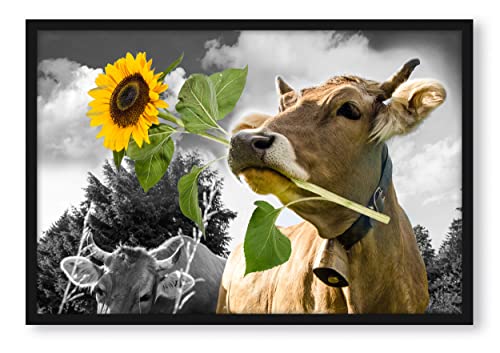 Vache en gros plan avec tournesol dans la bouche B&W Détails - Poster dans un cadre photo - Format : 100 x 70 cm - Impression sur toile encadrée