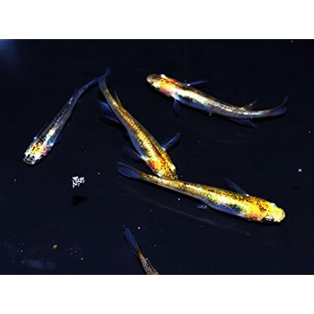 Amazon めだか物語 黄金三色錦透明鱗めだか 未選別 稚魚 Ss Sサイズ 10匹セット 生体 めだか物語 観賞魚 水中生物 通販