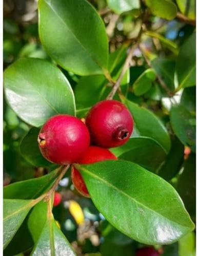 40pcs Red Guava Fruit Seeds