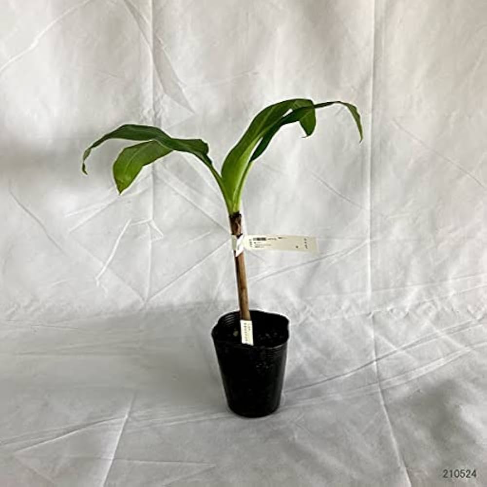 みしぇるさま 御乱心～オールタイム・ワースト～ - さだまさし オフィシャルサイト