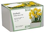 Kit Completo para el cultivo de los narcisi