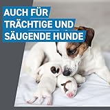FRONTLINE Spot ON Hund M gegen Zecken, Flöhe & Haarlinge (10 bis 20 kg) - 6X Pipetten für bis zu 6 Monate Schutz - wasserfest