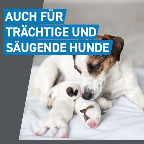FRONTLINE Spot ON Hund M gegen Zecken, Flöhe & Haarlinge (10 bis 20 kg) - 6X Pipetten für bis zu 6 Monate Schutz - wasserfest