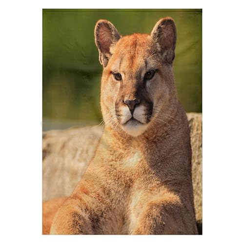 3dRose 22x30 Bath Hand Pool Towel - Young Cougar, Cougar Mountain Zoo, Issaquah, Washington State, USA Animals
