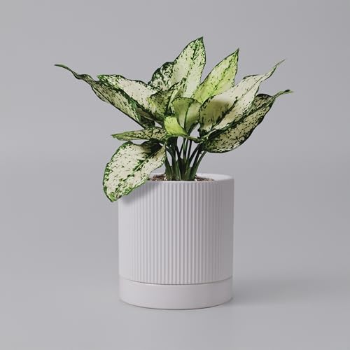 HERDUK 6-Inch Ceramic Pot
