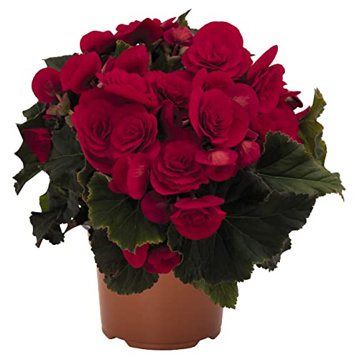 Flor Natural de Interior Begonia Flores Rojas Begonia Elatior