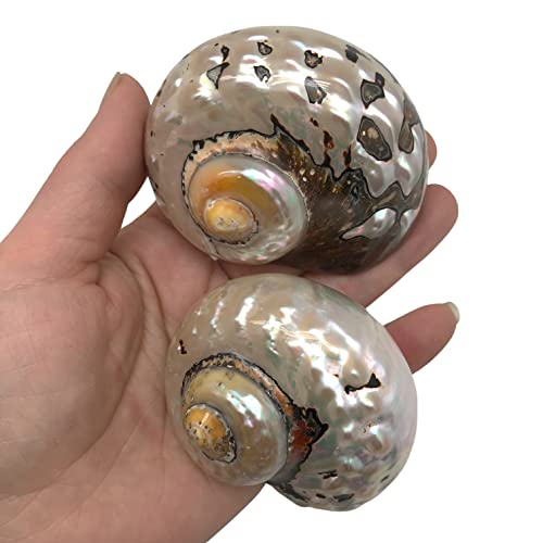 Image of PEPPERLONELY 2 PC Hermit Crab Shells, Turbo Shells, African Sarmaticus Turbo Shell, 2-1 /2 Inch ~ 3 Inch