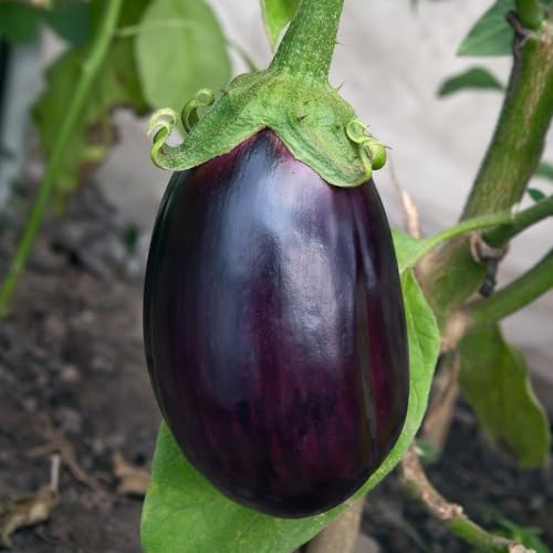 Aubergine 'Black Beauty' - Abundant Yield of Near-Black Skinned Fruit - Compact Size - Versatile Mediterranean Culinary Delight - Extended Harvest Season - Easy-to-Grow - 1x Seed Packet by Suttons
