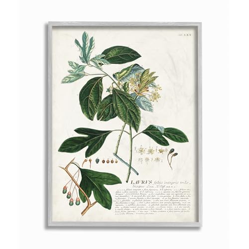 Stupell Industries 'Botanical Plant Illustration Green Leaves Vintage Design', Framed Giclee Art, Gray, 11 x 14 Inches, Easy to Hang and Sturdy, Made in USA, by Unknown Artist by Stupell Industries - Used condition - US$20.76