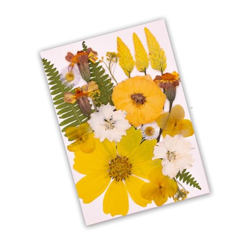 Pack de 1 Set de Flores Secas Prensadas Hechas a Mano miniatura 4