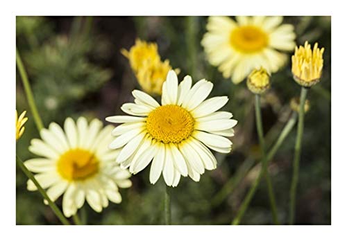 RP Seeds Anthemis tinctoria alba (Dyer's Chamomile/Marguerite) - 30 Seeds
