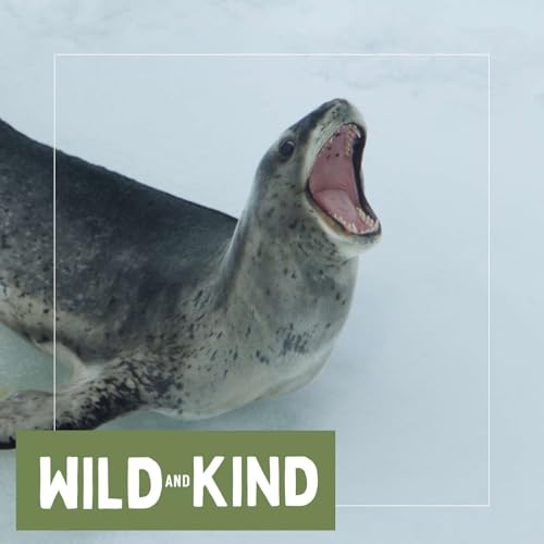 The Leopard Seal