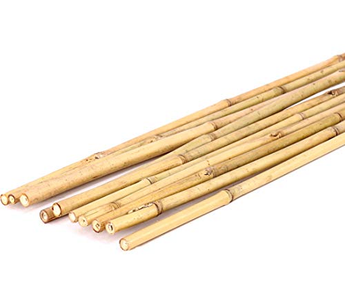 15er Set Tonkin Bambusrohre 240cm naturbelassen mit 1,4-1,6cm Durchmesser - Dünne Bambusstangen 2,4m lang