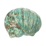 LOORGVEL Conjunto De Conchas Naturales para Manualidades DIY, Caracola Decorativa Grande De Mar Verde, Material De Bricolaje para Decoración De Peceras y Adornos Acuáticos
