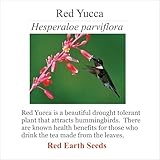 Red Yucca Seeds (Hesperaloe parviflora), 20 Count, Drought Tolerant Flowering Plant, Full Sun