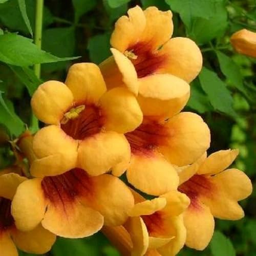 Trumpet Vine Seeds for Planting - 50+ Mixed Hummingbird Trumpet Vine Seeds Non GMO Seeds Open Pollinated & Attracts Pollinators
