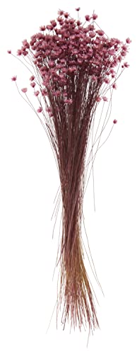 Glixia Rosa, L ca. 25 cm