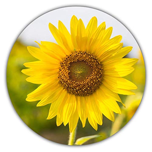 Sonnenblumen Samen/Helianthus annuus/ca. 50 Stück/Hingucker zum Selbstanbauen: gelb, gross Cover