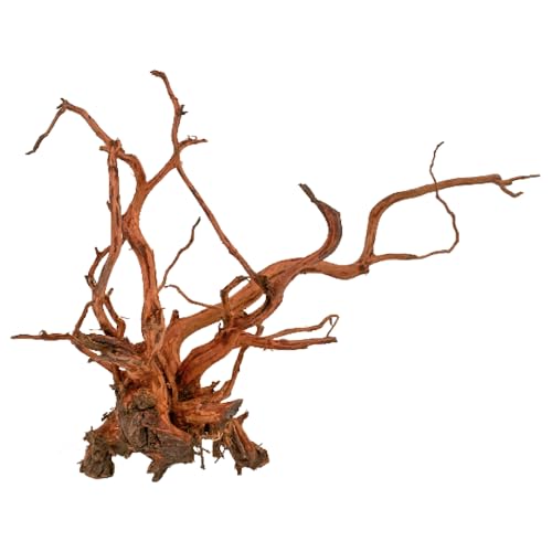 Amtra Bois Red Spider King - Taille XS 10-25 cm, décoration en Bois Naturel pour Aquariums, Tronc Naturel ornemental, Accessoire décor décoratif pour Terrari