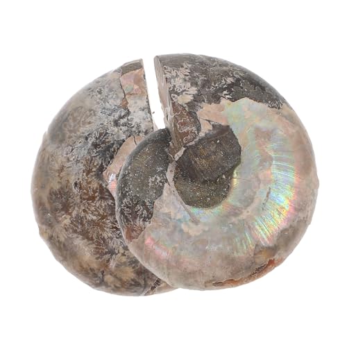 CATIEBYE 2pcs Conch Models Educational Specimen Educational Ammonite Adornment Educational Ammonite Specimen Educational Ammonite Model