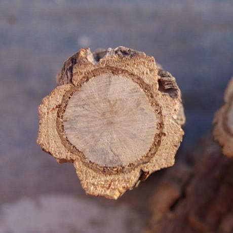 Amazon コルク ブランチ Sサイズ 12cm 枝 着生 観葉植物 オンライン通販