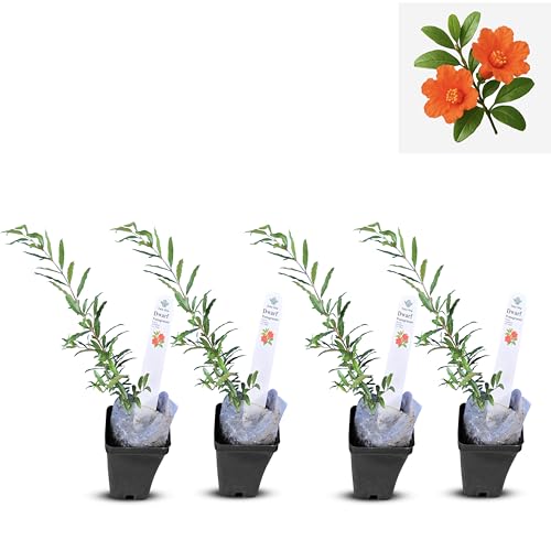 Live Dwarf Pomegranate Plant (Punica Granatum) - Compact, Ornamental Fruit
