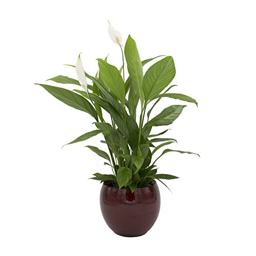 Dominik Blumen und Pflanzen, Spathiphyllum im Topf 'Cresto Rot' Zimmerpflanze, Grün, 40 x 20 x 20 cm