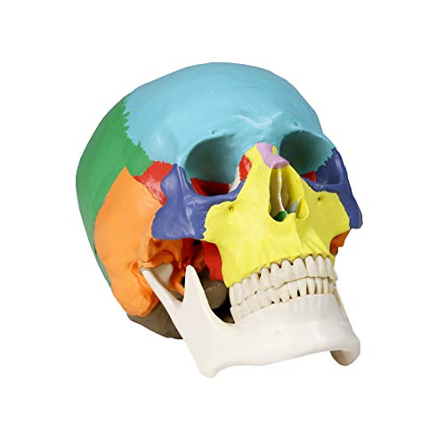 Image of VAL218 Colored Human Skull | 3parts, Life-Size | Contrasting Colors to Distinguish Various Bony Plates | Sectioned Skull Cap, Joints, Fissures and Processes | W Manual