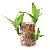 Brazilian Wood Plant,Brazilian Lucky Wood Plant for Home Office Desktop