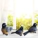 BANBERRY DESIGNS Robin Bird Figurines - Birds Decoration - Set of 3 Styles - Hand Painted Fine Details - Home Decorations - Durable Polystone - 3