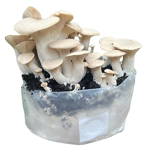 Merryhill Mushrooms - Ready Growing King Oyster Mushroom Growing Kit | Easy to Grow, Perfect Indoor Gardening Gift, Large Yield and Harvest | Fun to Grow, Gourmet Mushroom | Grow Your Own Kits |