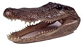 Pen Kit Mall - Taxidermy Medium American Alligator Head (7-8 Inch) Authentic Florida Wildlife Real...
