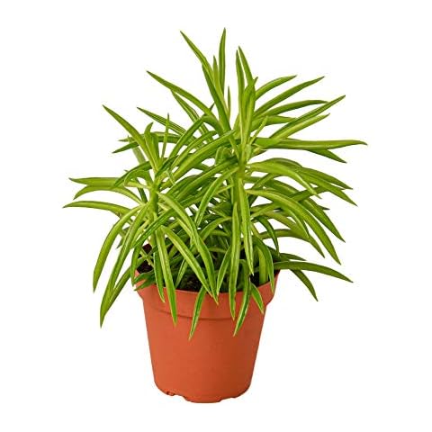 House Plant Shop | Peperomia 'Green Bean' - 4" Pot | Live Indoor Plant | Easy to Care | Natural Décor Plant | Great Gifts| Free Care Guide Cover