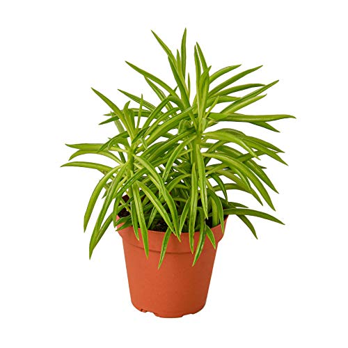 House Plant Shop | Peperomia 'Green Bean' - 4" Pot | Live Indoor Plant | Easy to Care | Natural Décor Plant | Great Gifts| Free Care Guide