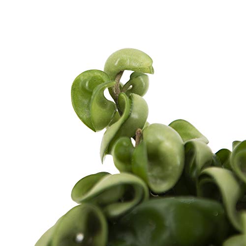 American Plant Exchange Live Hindu Rope Plant, Hoya Carnosa Compacta Plant, Krinkle Kurl Plant, Wax Plant, Plant Pot For Home And Garden Decor, 4" Pot #TOP4