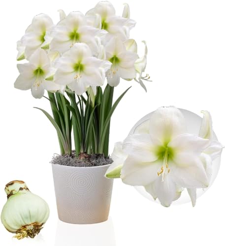 Amaryllis Bulbe Mont Blanc - 1 pièce - Bulbes à fleurs grand format 26/30 - Naturelle plantes de Hollande - Hippeastrum (pas de graines, sans cire, non artificielle)