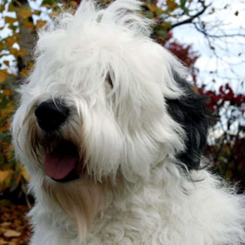 Four Shaggy Dog Stories Podcast By Brian Smith cover art