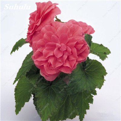 120 pezzi gemischt Schöne Begonia Samen Seltene Rose Rieger Blumen Topf Bonsai Garten Hof Balkon Anlage Begonie trockenen Samen 9