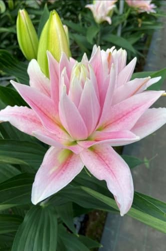 SVG® Double Oriental Lily Flower Bulbs for Home and Gardening, pack of 5 Bulbs (PINK)