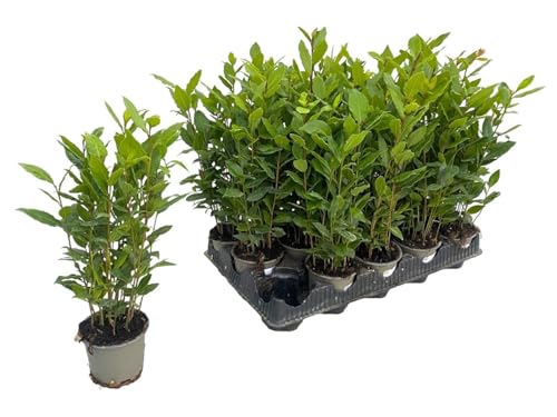Generisch Lorbeer Pflanze Winterhart 40cm